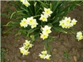 narcisi